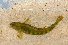 Etheostoma zonale