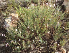 Pelargonium laevigatum
