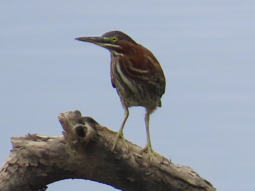 Green Heron photographed in Pennsylvania