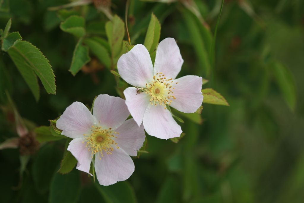 Rosa gorenkensis