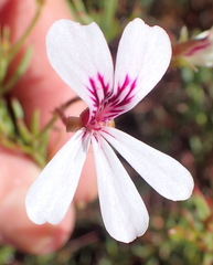 Pelargonium laevigatum