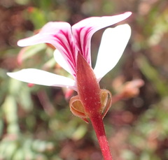 Pelargonium laevigatum