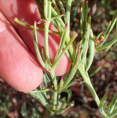 Pelargonium laevigatum