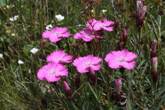 Dianthus kusnezowii