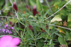 Dianthus kusnezowii