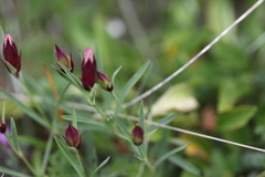 Dianthus kusnezowii