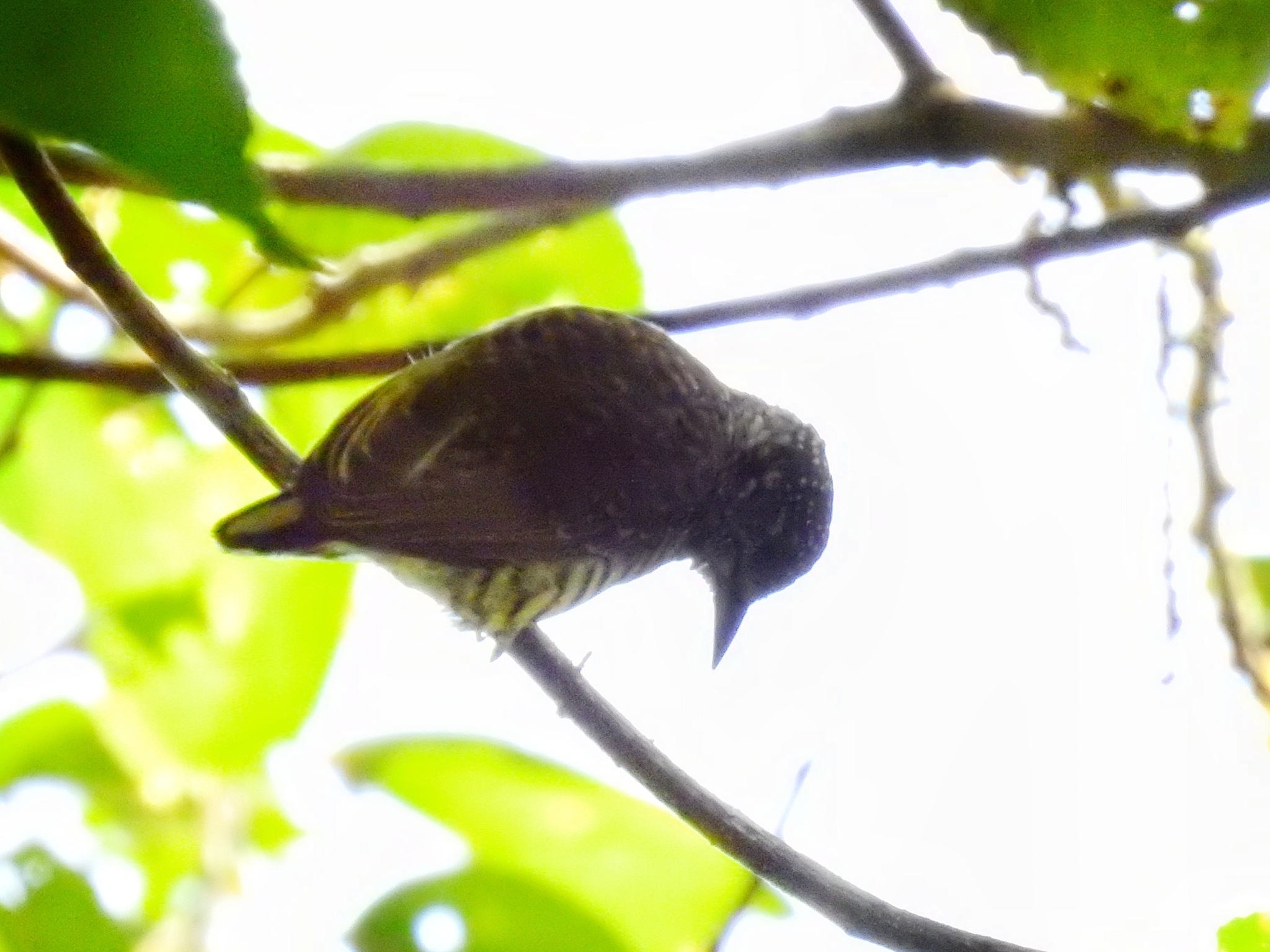 Lafresnaye's Piculet (Picumnus lafresnayi), photo 10