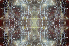 Ascidian photo 2