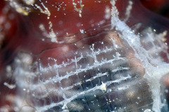 Ascidian photo 3