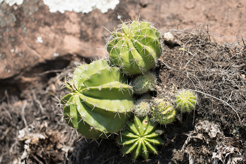 Image of Echinopsis oxygona by no rights reserved