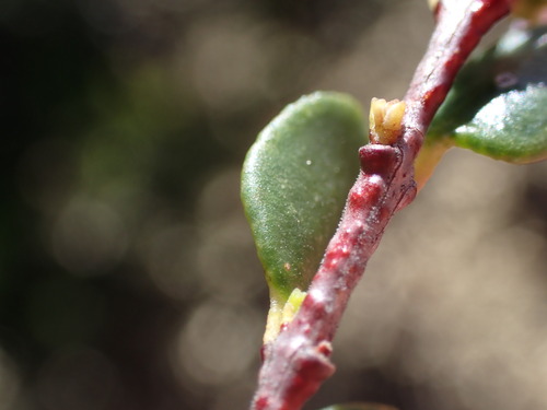 Image of Agathosma venusta by (c) Ren Hoekstra, some rights reserved (CC BY)