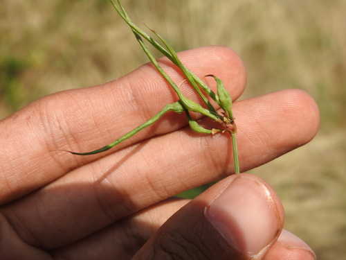 Asphondylia baudysi