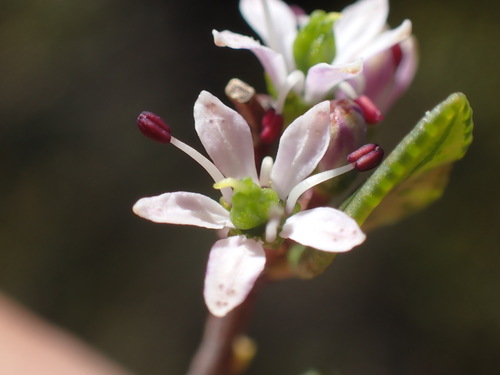 Image of Agathosma venusta by (c) Ren Hoekstra, some rights reserved (CC BY)