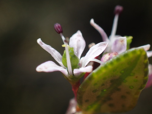 Image of Agathosma venusta by (c) Ren Hoekstra, some rights reserved (CC BY)
