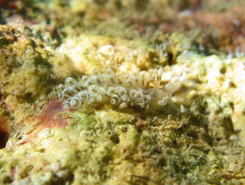 Herviella albida