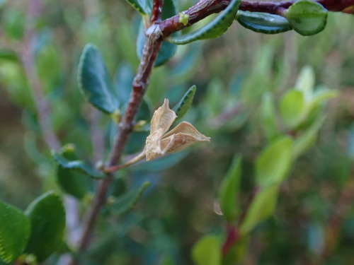 Image of Agathosma venusta by (c) Ren Hoekstra, some rights reserved (CC BY)