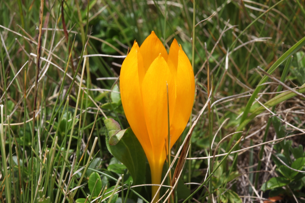 Crocus scharojanii