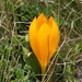 Crocus scharojanii - Photo (c) ed_shaw, some rights reserved (CC BY-NC)