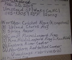 Lithobates kauffeldi