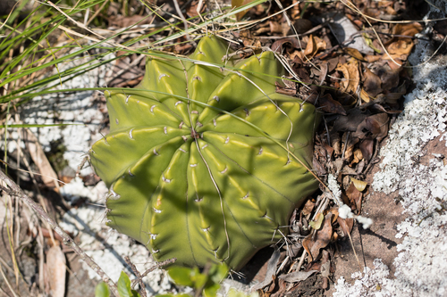 Image of Echinopsis oxygona by no rights reserved