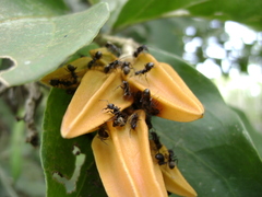 Dolichoderus bispinosus