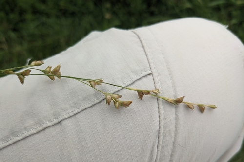 Image of Diarrhena obovata by (c) Ethan Rose, some rights reserved (CC BY)