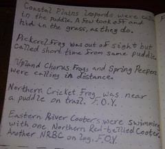 Lithobates kauffeldi