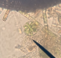Asterococcus