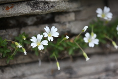 Cerastium polymorphum