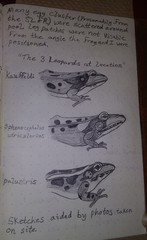 Lithobates sphenocephalus utricularius
