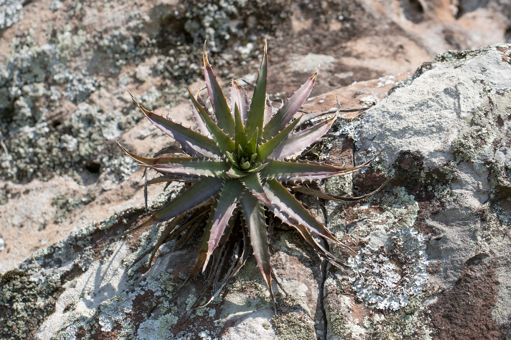 Dyckia witeckii