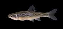 Spotfin Shiner photo 5