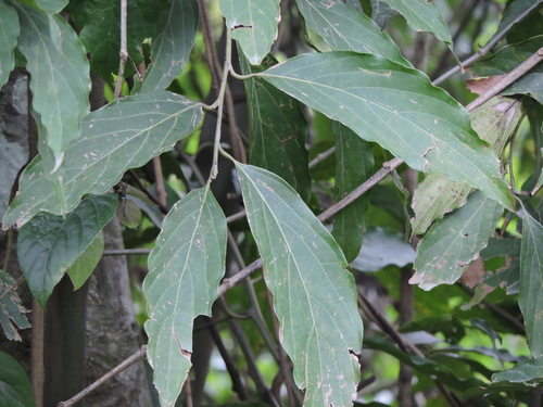 Image of Nectandra membranacea by (c) Fabrício Mil Homens Riella, some rights reserved (CC BY)