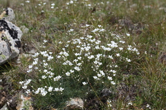 Cherleria circassica