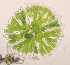 Micrasterias rotata