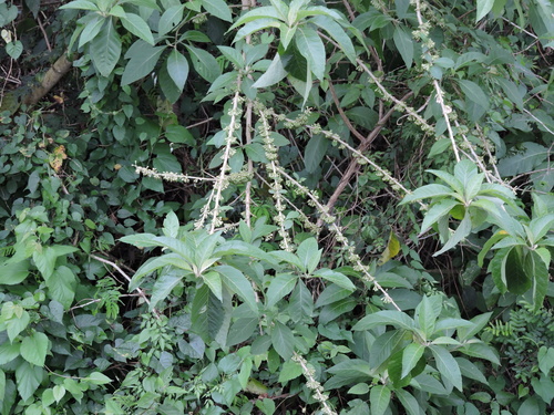 Image of Iochroma arborescens by (c) Fabrício Mil Homens Riella, some rights reserved (CC BY)