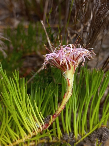 Image of Serruria gracilis by (c) Brian du Preez, some rights reserved (CC BY-SA)