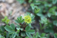 Sibbaldia parviflora
