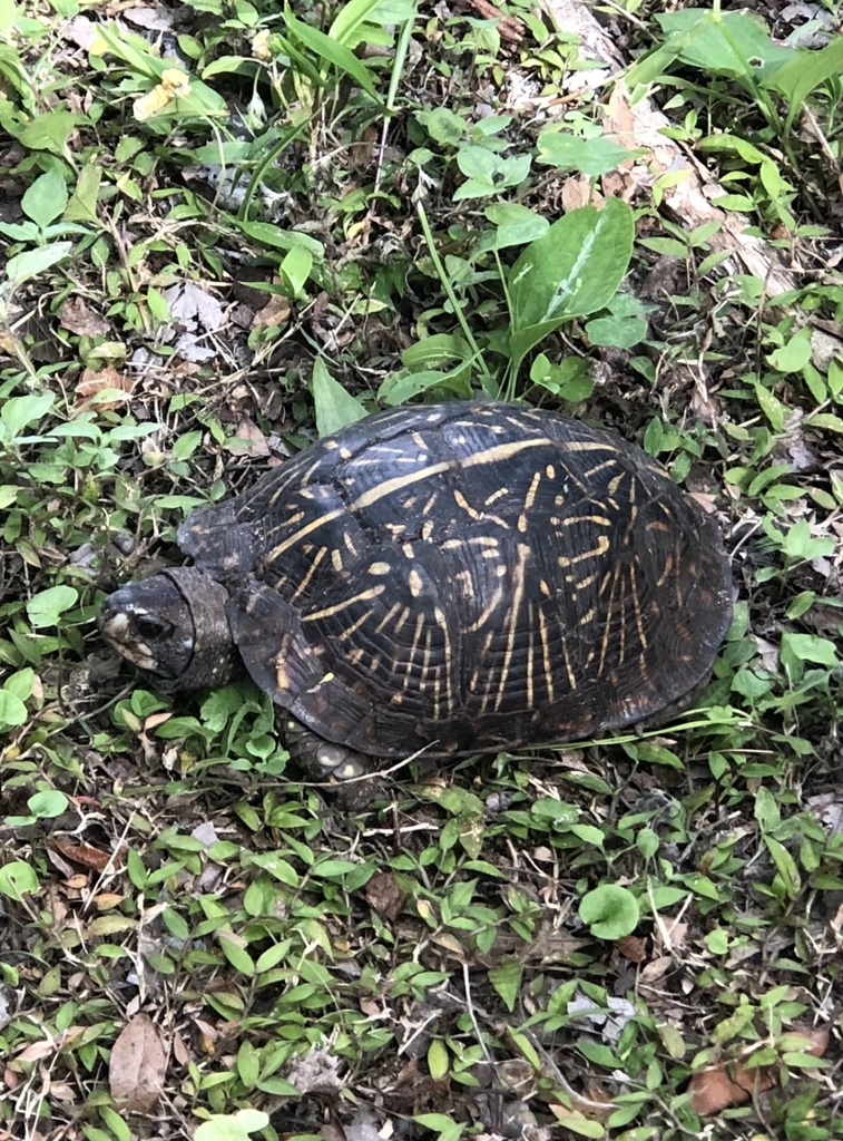 Florida Box Turtle From Hawthorne, Fl, Us On September 17, 2023 At 01: 