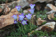 Campanula tridentata biebersteiniana
