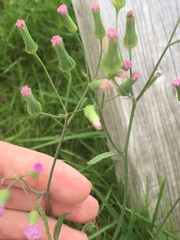 Emilia sonchifolia image