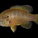 Lepomis cyanellus - Photo (c) m_ignoffo,  זכויות יוצרים חלקיות (CC BY-NC), uploaded by m_ignoffo