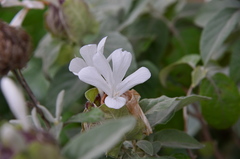 Barleria albostellata