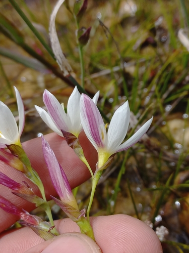 Image of Geissorhiza imbricata by (c) Brian du Preez, some rights reserved (CC BY-SA)