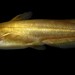 Yellow Bullhead - Photo (c) m_ignoffo, some rights reserved (CC BY-NC), uploaded by m_ignoffo