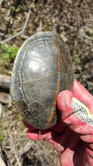 Chrysemys dorsalis