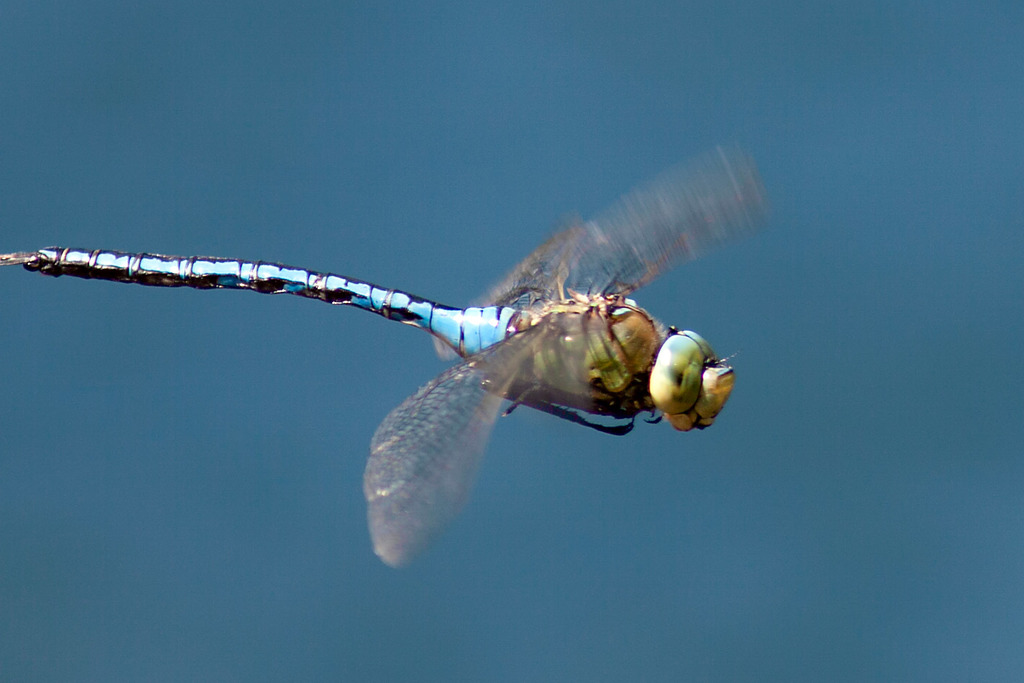 Blue Emperor (Dragonflies and damselflies of Namibia and Botswana
