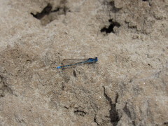 Argia alberta