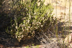 Fringed Heath (Erica fimbriata)