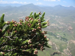 Erica flanaganii